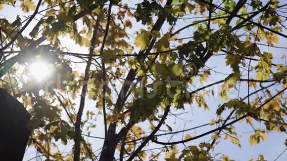 带有明亮午后阳光和光线的树冠黑色ursa迷你46k视频的预览图