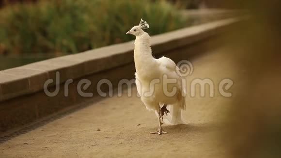 白孔雀在公园的砾石小径上行走视频的预览图