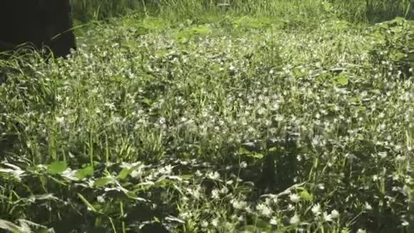 林间空地上有野生黄芩白花随风摆动春天黄芩是一种开花的属种视频的预览图