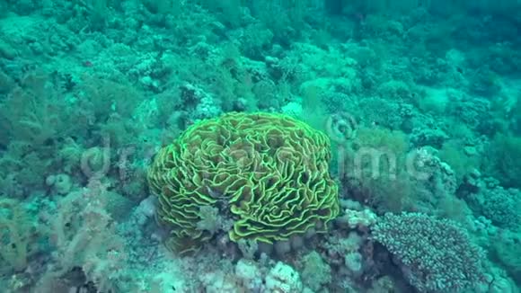 卡比格珊瑚看起来真的像一个巨大的卡比格视频的预览图