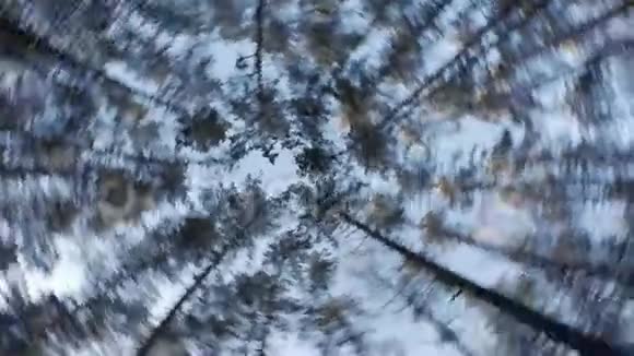从地上看到森林里的松树视频的预览图