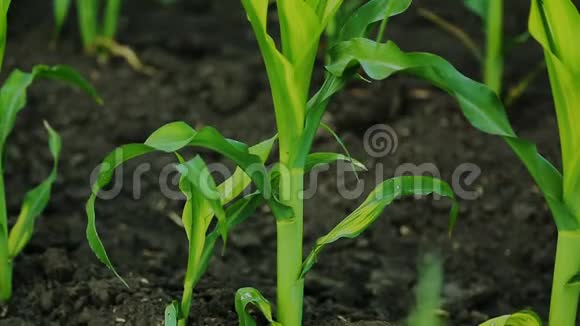 种植农业农田的绿色玉米穗视频的预览图