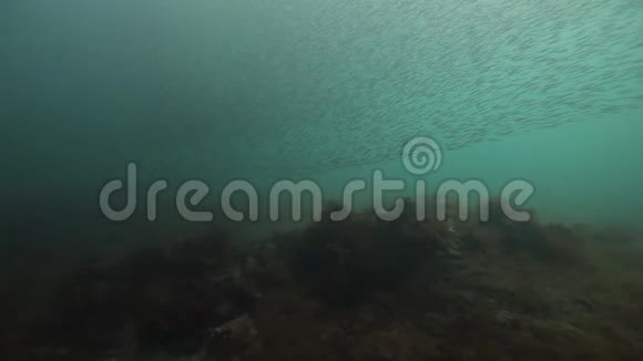 俄罗斯巴伦支海东部水下鱼群视频的预览图