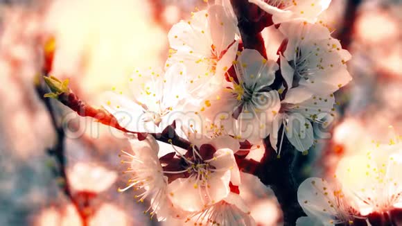 4K杏花开春视频的预览图