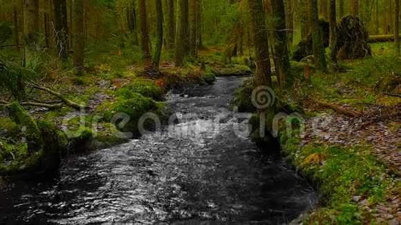 与河流相映成趣的森林景观视频的预览图