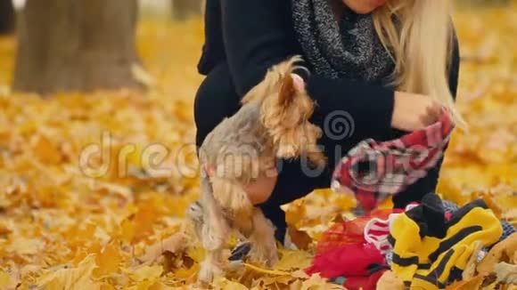 女孩把她的狗约克郡的猎犬饲养视频的预览图