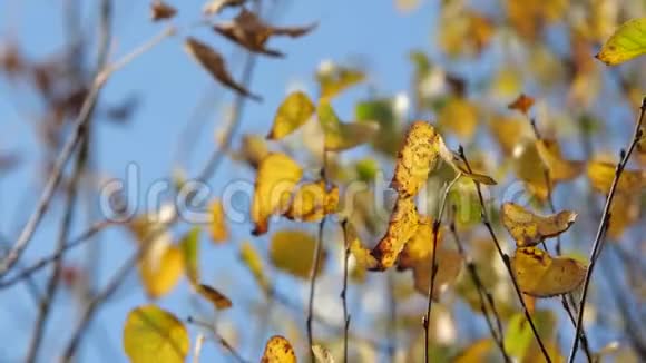 秋天的树叶和树木慢动作视频的预览图