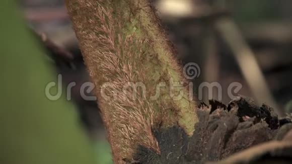 热带奇异植物在丛林中的分支视频的预览图