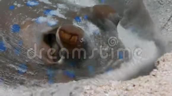 特写蓝斑黄貂鱼在水下红海视频的预览图