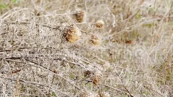 在秋天的一天大自然中干燥的蓟科视频的预览图