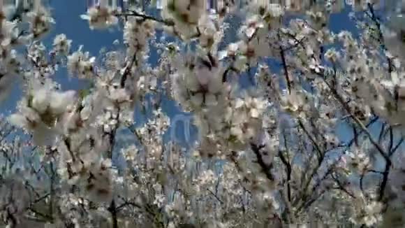 蓝色天空背景下盛开的杏仁树与起重机操作员拍摄视频视频的预览图