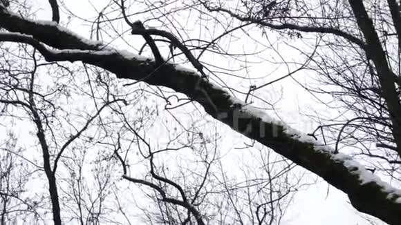 冬季树木4k视频的预览图