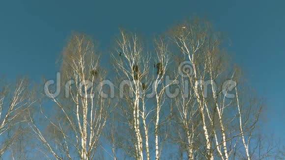 在桦树上在蓝天上有成群的乌鸦视频的预览图
