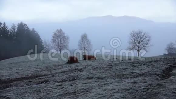 白云石野牛在雪地上放牧视频的预览图