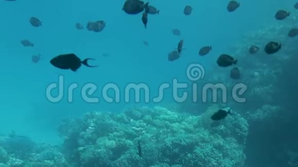 海洋中的水下生命珊瑚礁热带鱼类视频的预览图