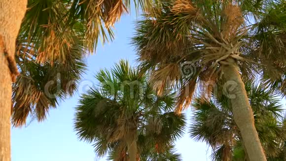 椰子棕榈树美丽的热带背景视频的预览图