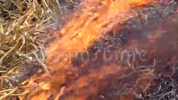 背景中燃烧的草红火视频的预览图