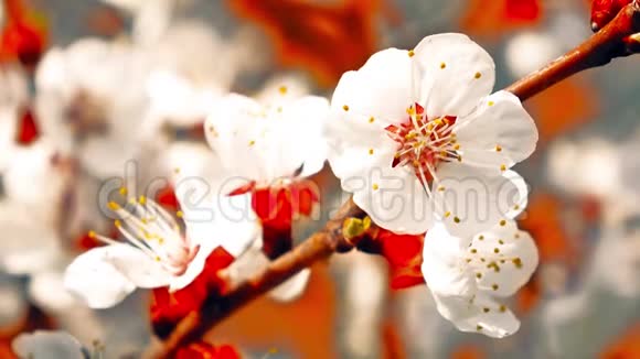 4K杏花开春视频的预览图