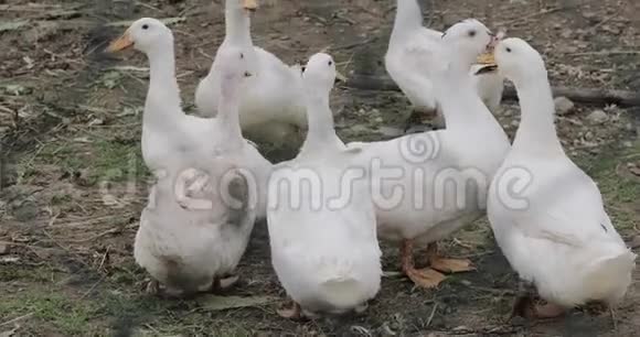 农场里的白鹅视频的预览图