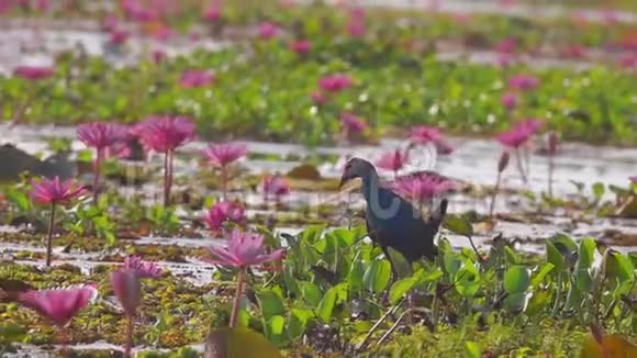 紫色沼泽鸟紫斑在水百合叶中视频的预览图