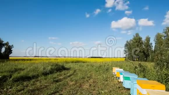 花黄场上蜜蜂和飞蜂的时间推移视频的预览图
