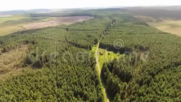 爱尔兰CapanagMossBog森林树林视频的预览图