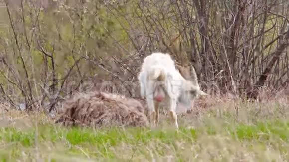 白山羊在草地上放牧视频的预览图