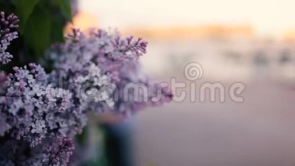 灌木丛紫丁香视频的预览图