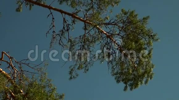 云杉松木的枝条视频的预览图