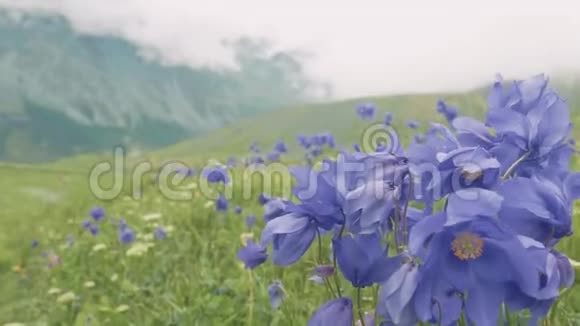 阿尔卑斯山草地上的蓝色花朵背景在群山之间微风4K视频的预览图