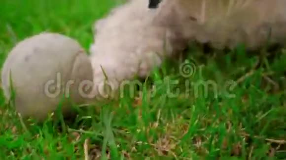 白狗在绿草上玩球狗脸张开嘴巴特写视频的预览图