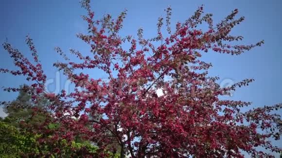 春天花园里盛开的红蟹苹果树视频的预览图