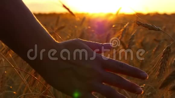 女孩手触着田野里的金色小麦夕阳的光芒视频的预览图