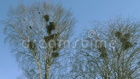 在桦树上在蓝天上有成群的乌鸦视频的预览图