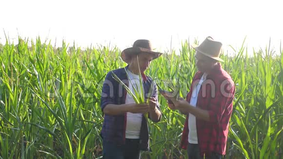 团队合作智慧农牧概念慢动作视频两名男子农艺师持有数码平板触摸板电脑视频的预览图