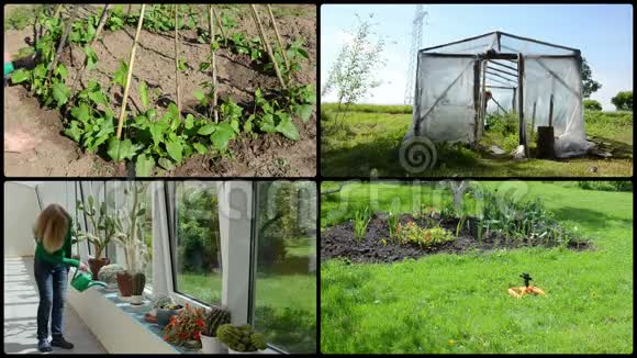 女人水仙人掌花豆和番茄植物录像拼贴视频的预览图