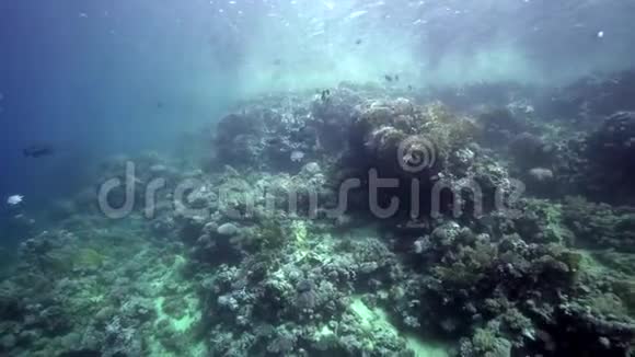 红海珊瑚礁美景视频的预览图
