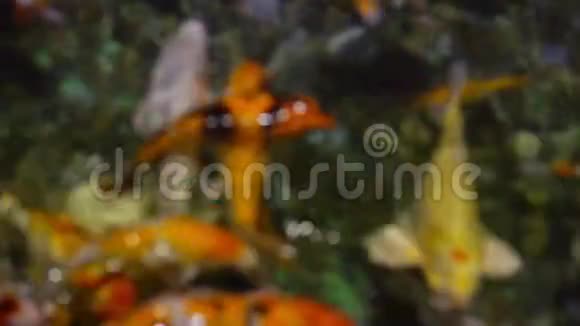一大群鳟鱼在水中觅食视频的预览图