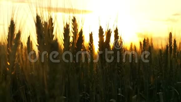 日落背景下的麦田收获和收获麦田在摇摆自然景观和平视频的预览图