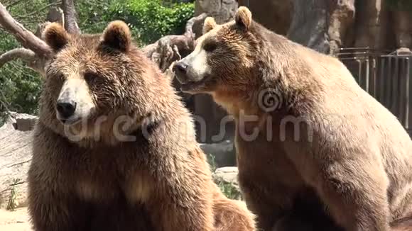 两只棕色熊野生动物视频的预览图