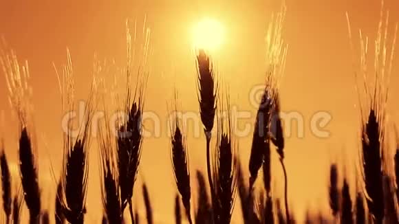 日落背景下的小麦剪影成熟小麦特写小穗减缓视频的预览图