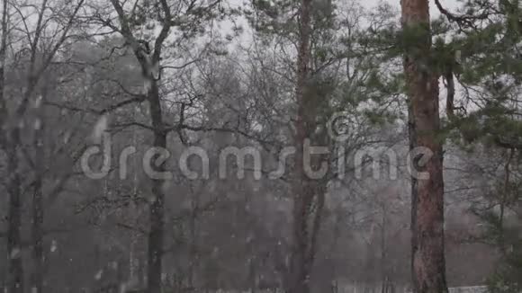 松林中的雪视频的预览图