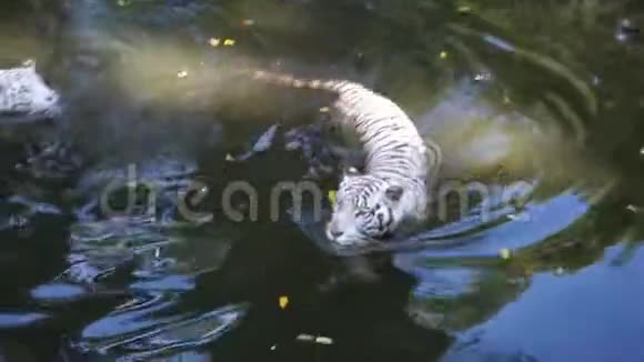 两只白虎在河里玩耍视频的预览图