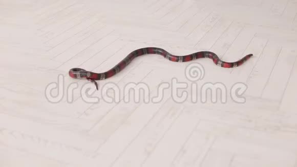 黑色和红色的蛇慢慢地在地板上滑行视频的预览图