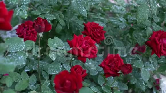 花园里盛开着红玫瑰的大灌木视频的预览图