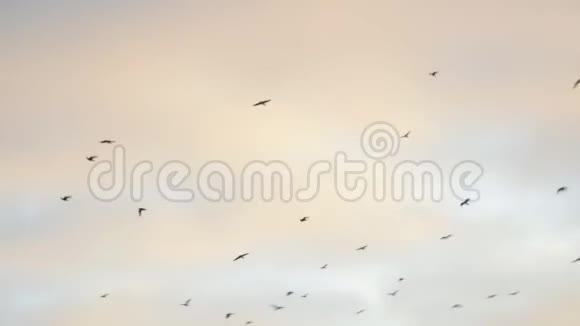 天空中的飞鸟视频的预览图