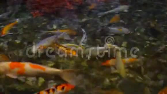 一大群鳟鱼在水中觅食视频的预览图