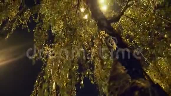 路灯下的桦树枝视频的预览图