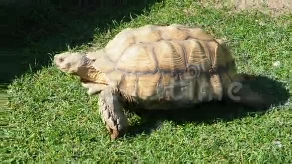 乌龟在草地上行走视频的预览图