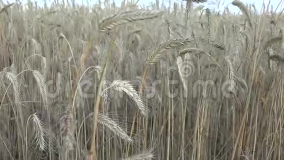 黑麦是一种广泛种植的草如谷物覆盖作物和饲料作物视频的预览图